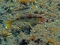 IMG_0879
